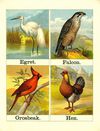 Thumbnail 0005 of Alphabet of birds