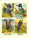 Thumbnail 0007 of Alphabet of birds