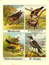Thumbnail 0014 of Alphabet of birds