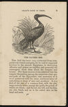 Thumbnail 0011 of The aviary, or, Child