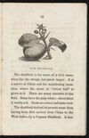Thumbnail 0035 of The book of fruits
