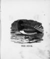 Thumbnail 0016 of The illustrated alphabet of birds