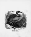 Thumbnail 0026 of The illustrated alphabet of birds