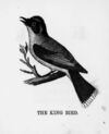 Thumbnail 0030 of The illustrated alphabet of birds