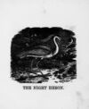 Thumbnail 0036 of The illustrated alphabet of birds