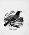 Thumbnail 0044 of The illustrated alphabet of birds