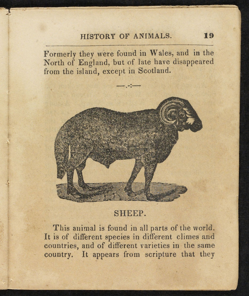 Scan 0019 of Natural history of animals
