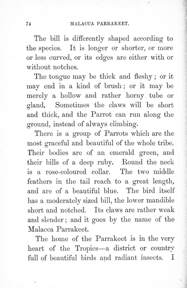Scan 0076 of Birds of gay plumage