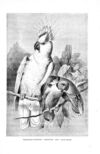 Thumbnail 0093 of Birds of gay plumage